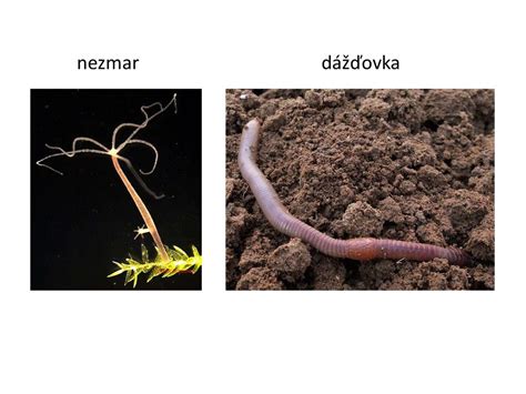 Príklady nepohlavného rozmnožovania u mnohobunkových živočíchov