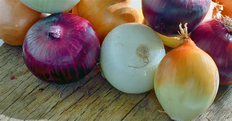 rôzne druhy sadzačiek cibule