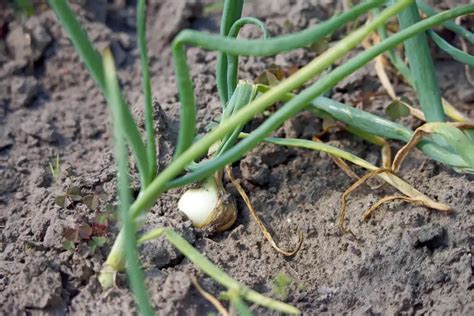 ilustrácia škodcov cibule