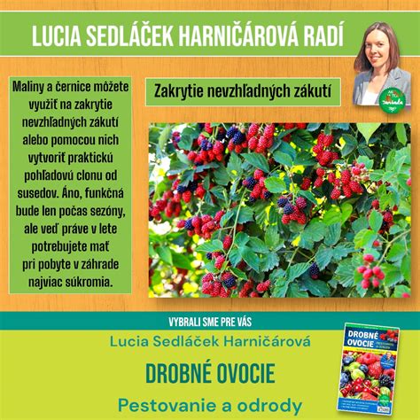Raz rodiace odrody malín s dozrievajúcimi plodmi