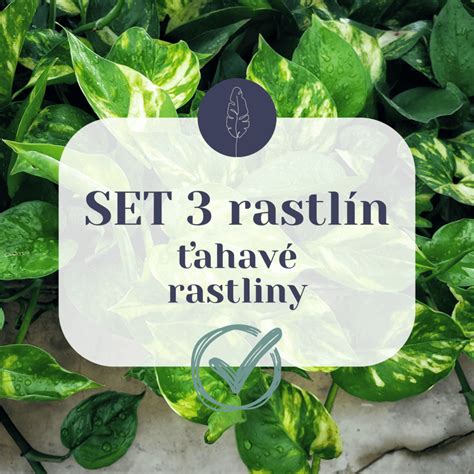 Rôzne typy ťahavých rastlín v interiéri