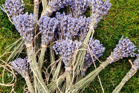 Zväzky sušenej levandule