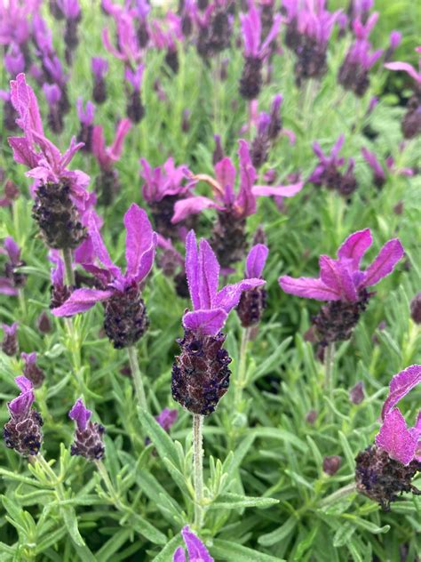 Rozkvitnutá levanduľa hlávkovitá