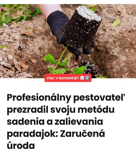 Schéma správneho zalievania paradajok