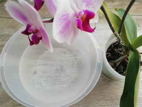 detail koreňov orchidey v priehľadnom kvetináči
