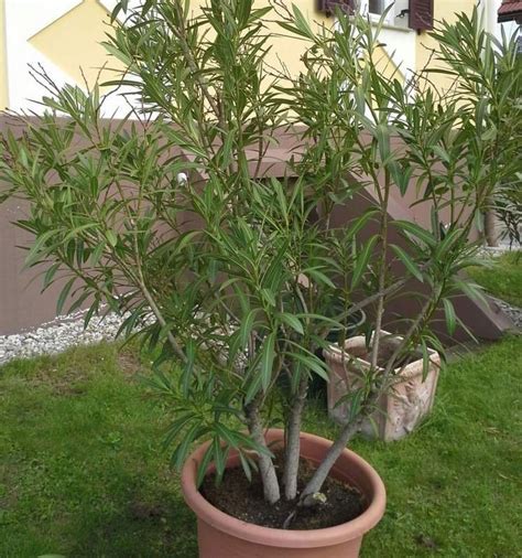 Oleander v interiéri počas zimovania