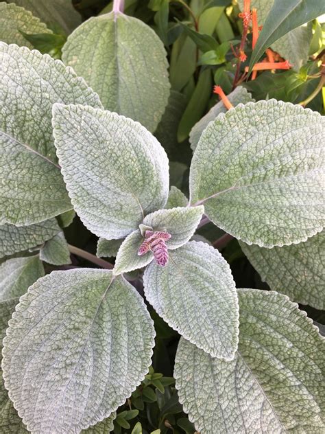 Plectranthus argentatus listy