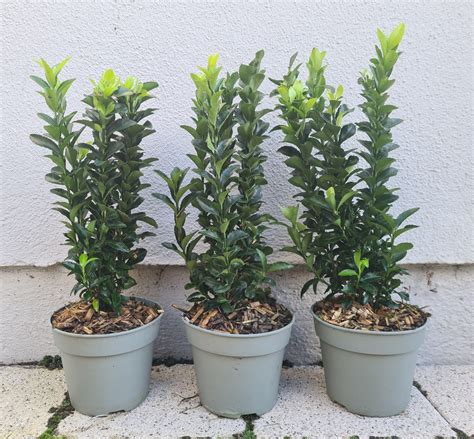 Euonymus japonicus 'Green Spire' v živom plote