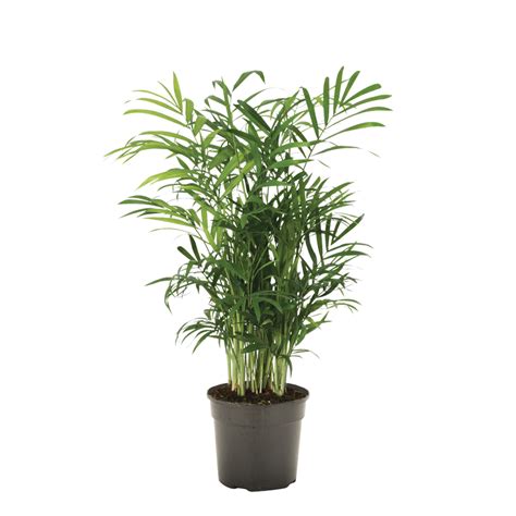 Kvitnúca Chamaedorea elegans