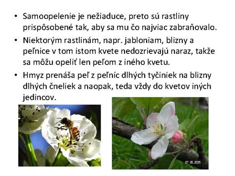 Schéma geneticky zhodných klonov pri nepohlavnom rozmnožovaní