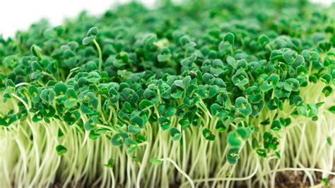 Pestovanie chia microgreens