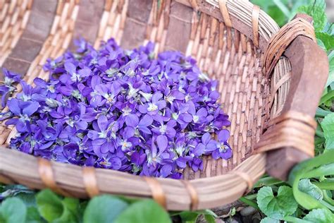 Fialky ako jedlá dekorácia na tanieri