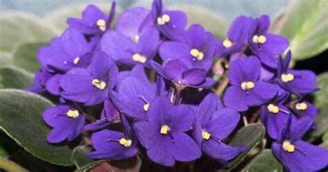 Africká fialka v kvetináči