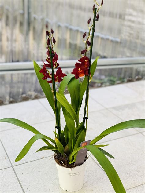 Orchidea Cambria ‘Barroccco Red’ s detailom kvetov