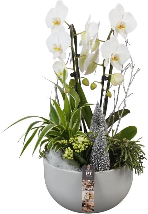 aranžmán orchidey v skle