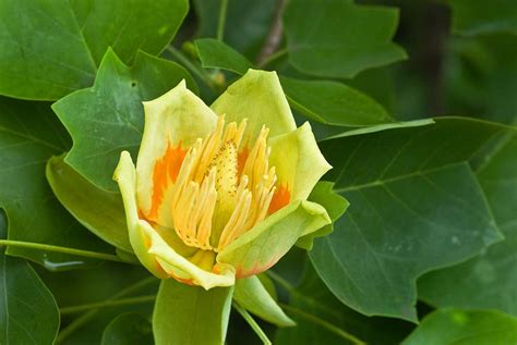 List ľaliovníka tulipánokvetého