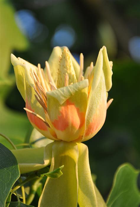 Kvet ľaliovníka tulipánokvetého