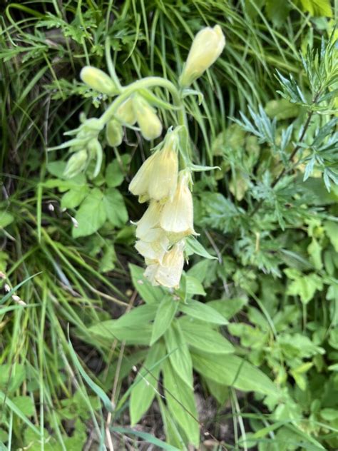 náprstník v záhradnom záhone