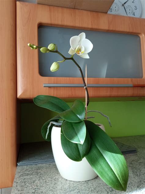 Ilustrácia rastu orchidey na okennom parapete