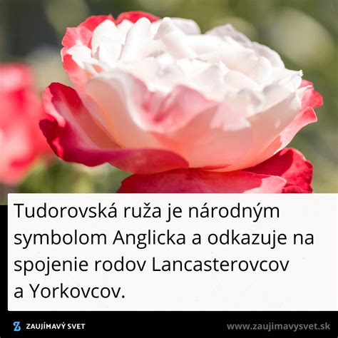 Ruža ako symbol