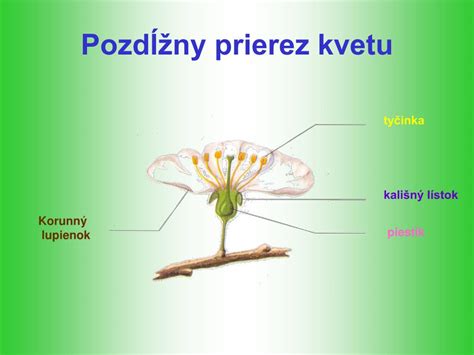 Proces opelenia kvetu