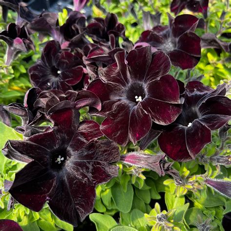 Kvitnúca Petúnia 'Crazytunia Black Mamba' so zamatovo čiernymi kvetmi