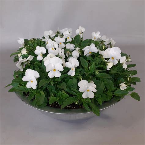 Rôzne farby kvetov Saintpaulie