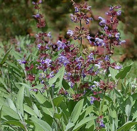 Detail kvetu Saintpaulie s ružovými a fialovými tónmi