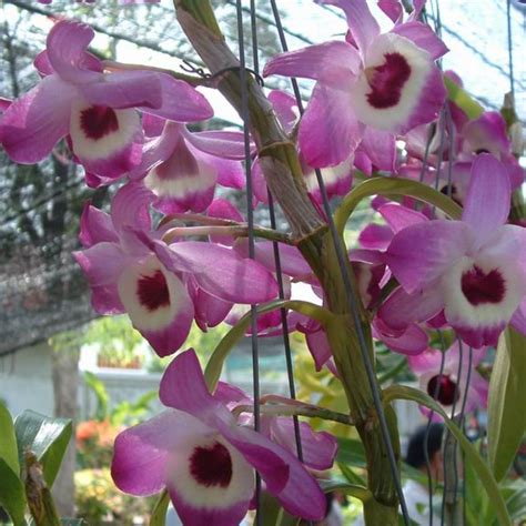 kvitnúce Dendrobium nobile