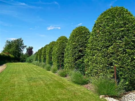 Ilustrácia tuje západnej 'Little Champion' v záhrade