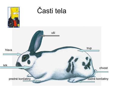 Schéma stavby tela králika