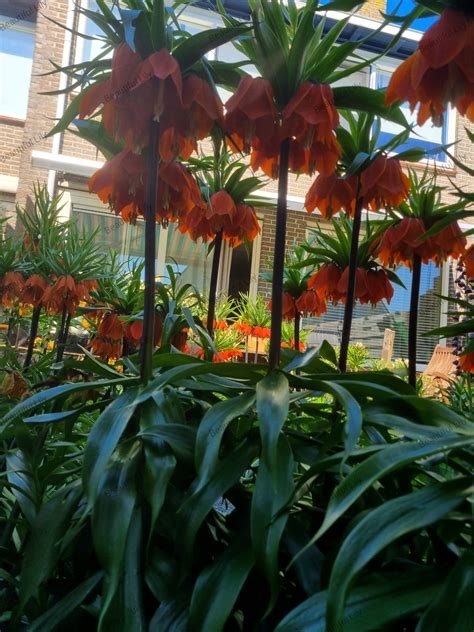 Rozkvitnutá cisárska koruna v záhrade