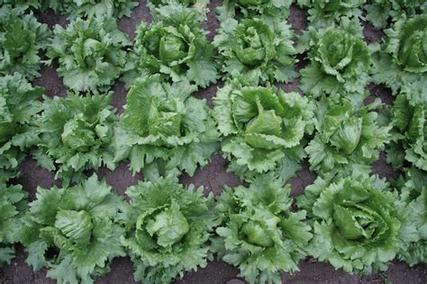 Ilustrácia mulčovania šalátu