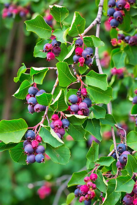 Stromček muchovníka