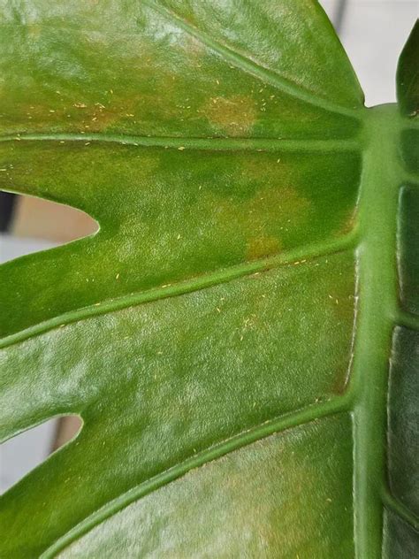 strapky na listoch orchidey