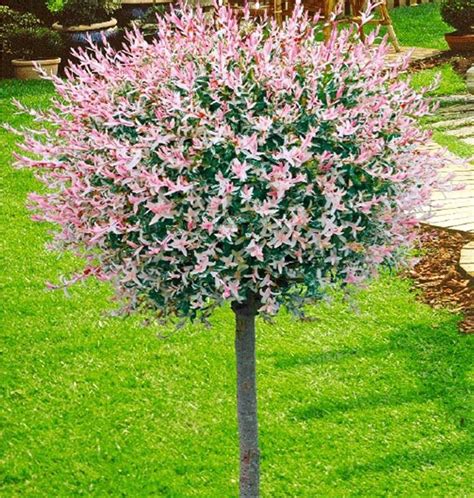 Japonská vŕba Hakuro Nishiki s ružovo-bielymi listami