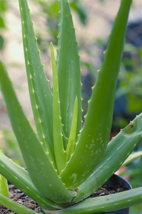 Ilustrácia pestovania Aloe Vera