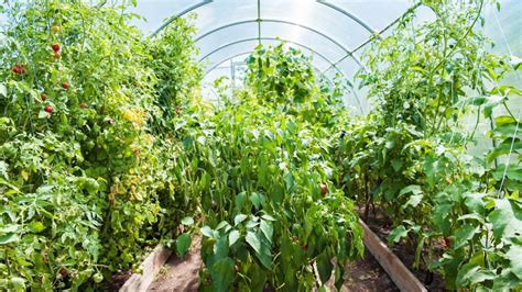 Ilustračná fotografia: Chránená dielňa pestuje zeleninu v skleníku.