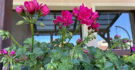 Ilustrácia odstraňovania odkvitnutých kvetov cyklámenu