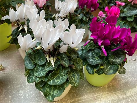 Záhrada s vysadenenými cyklámenmi