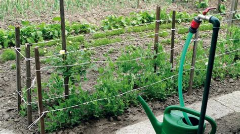 Zavlažovanie zeleniny v lete