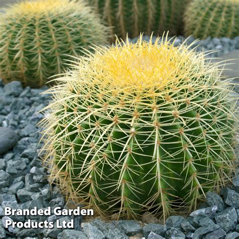 Rebrovec (Echinocactus grusonii) so zlatožltými tŕňmi