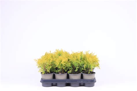 kvety deväťorníka 'Golden Queen'