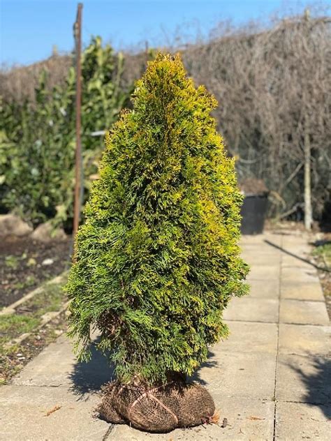 Vzrast tuje západnej Golden Smaragd