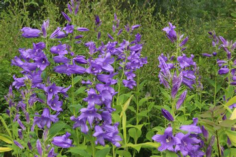 Campanula latifolia