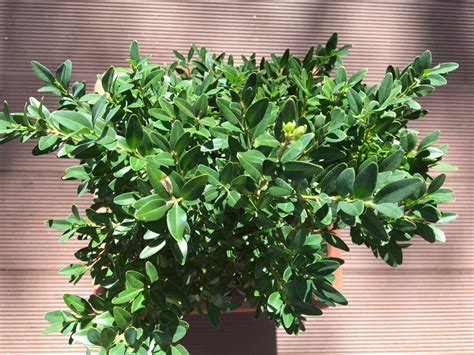 Krušpán pestovaný v nádobe