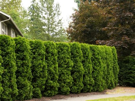 Živý plot z krušpánu