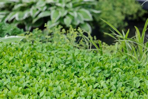 Zdravý a tvarovaný krušpán