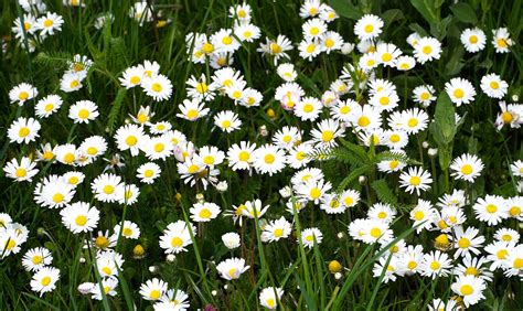 Kvety drieňa obyčajného