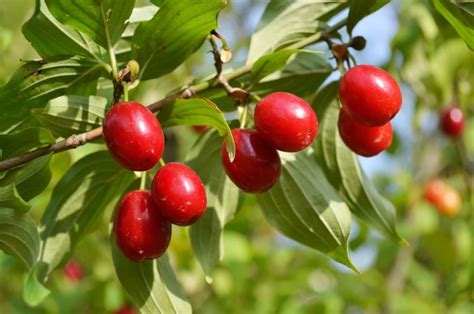 Drieň obyčajný 'Variegata' na jeseň
